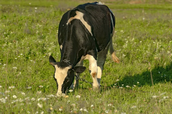 Kuh Weidet Frühmorgens Auf Einer Weide Der Nähe Des Dorfes — Stockfoto