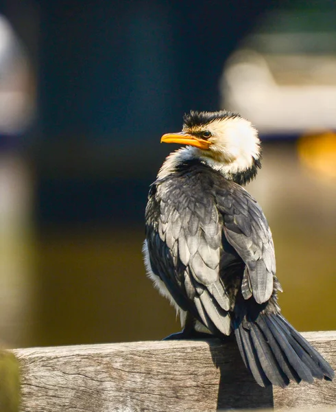 Cormorán Ave Melbourne — Foto de Stock