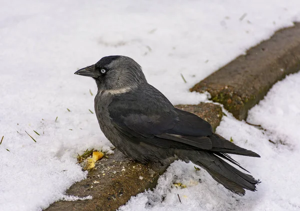 Kuş bir jackdaw onu çim atılan kraker yiyor. 
