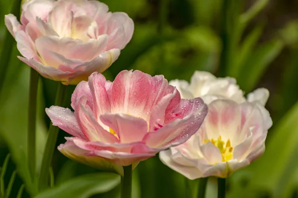 Tulpenfest Peter Auf Der Insel Elagin Mai 2019 — Stockfoto