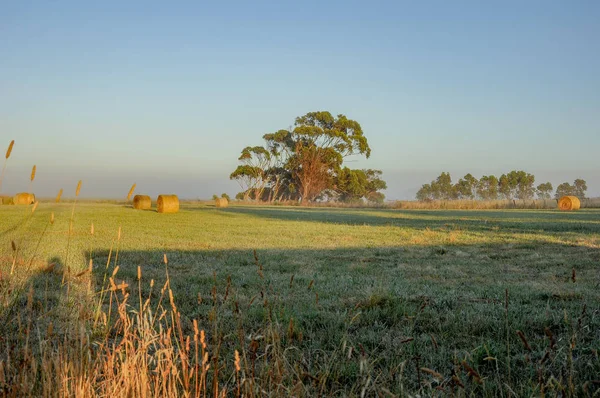 Ködös Reggel Vidéken Ausztrália — Stock Fotó