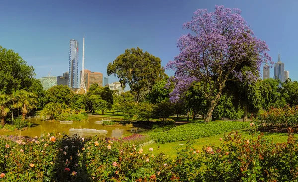 Jacaranda Los Jardines Botánicos Reales Melbourne —  Fotos de Stock