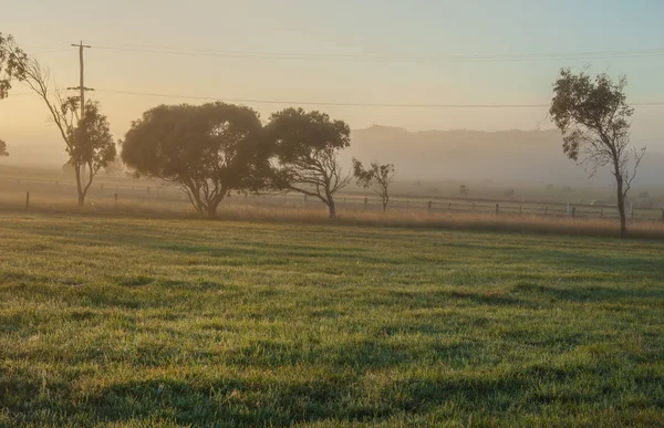 Mattina Nebbiosa Nella Campagna Australiana — Foto Stock