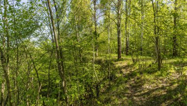 Leningrad bölgesinde Sablinka nehri boyunca bahar yürüyüşü. Sablino doğa rezervi.
