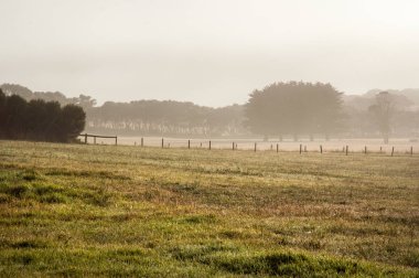 Avustralya kırsalında sisli sabah.