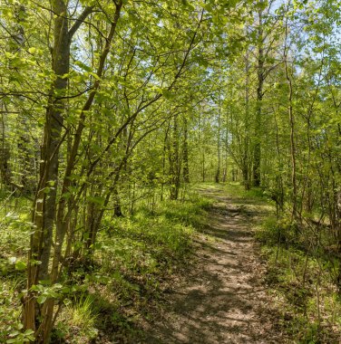Leningrad bölgesinde Sablinka nehri boyunca bahar yürüyüşü. Sablino doğa rezervi.