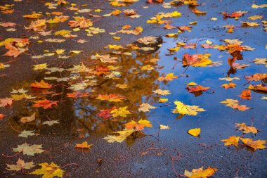 Islak kaldırım üzerinde renkli yaprakları