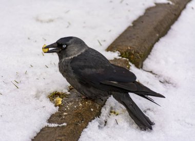 Kuş bir jackdaw onu çim atılan kraker yiyor. 