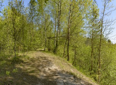 Leningrad bölgesinde Sablinka nehri boyunca bahar yürüyüşü. Sablino doğa rezervi.