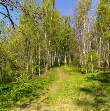 Leningrad bölgesinde Sablinka nehri boyunca bahar yürüyüşü. Sablino doğa rezervi.
