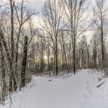 Park Ormanı 'nda güneşli bir kış günü. Her yerde gür beyaz kar var.. 