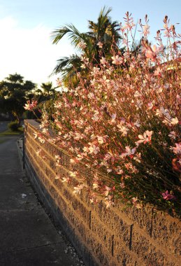 Gouda gün batımının akşam ışığında. Çiçek ağırlıksız görünüyor, narin bir güve gibi yüzen. Bahçıvanlar ona güve der. Birçok böcek için çekici Hassas aroması. Ayık ama zarif, her zaman kendine dikkat çekiyor