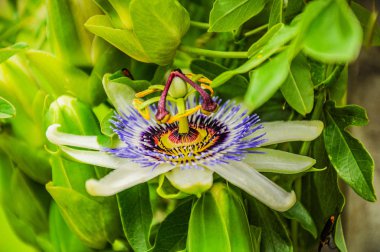 Lianovidny bitki tüm yıl boyunca çiçekli. Vatan