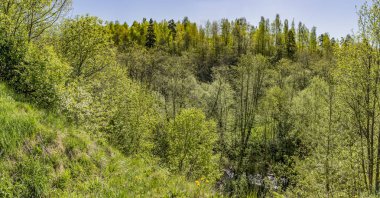 Leningrad bölgesinde Sablinka nehri boyunca bahar yürüyüşü. Sablino doğa rezervi.