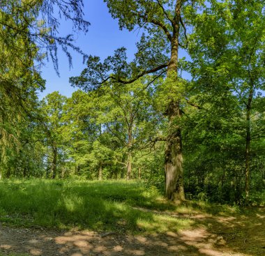 Park'taki eski ağaçlar, Ryabovo malikanesinden korunmuş. 