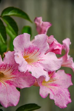 Dogbane ailesinden Allamanda, tropikal Amerika'da yerliler.. 