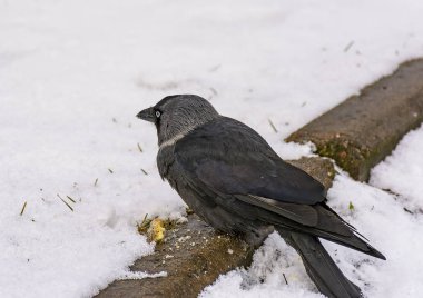 Kuş bir jackdaw onu çim atılan kraker yiyor. 