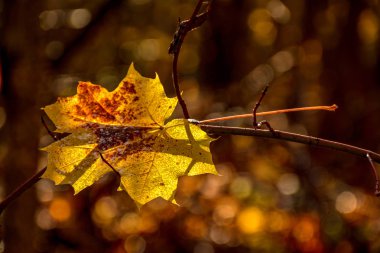 Buzlu sonbahar sabahı orman parkında. Don içinde yapraklar ve bitkiler. 