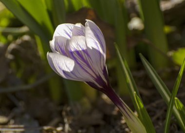 St Petersburg bahçesinde ilk bahar mor çiçekler crocuses. 