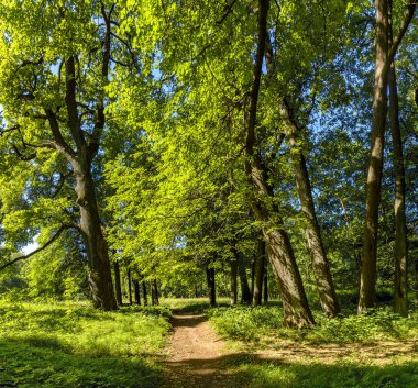 Park'taki eski ağaçlar, Ryabovo malikanesinden korunmuş. 