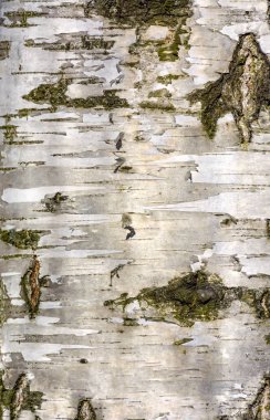 İlkbaharda huş kabuğu dokusu. 