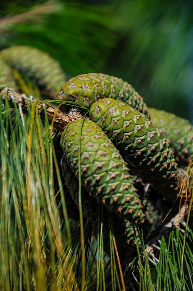 Cones Coniferous Evergreen Trees — Stock Photo, Image