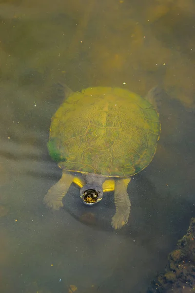 Aquatic Turtle Floating Trick Treating — Stock Photo, Image