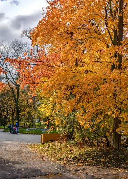 Bunte Bäume Stadtpark Goldenen Herbst — Stockfoto