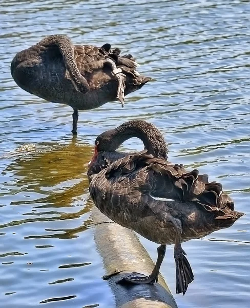 植物園メルボルンの黒鳥 — ストック写真