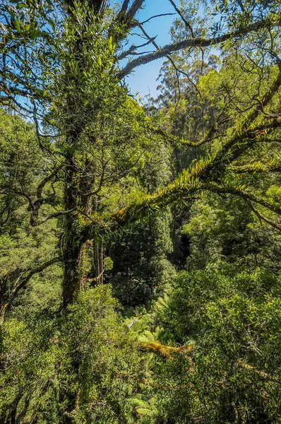 Great Otway National Park Otway Flyga Träd Topp Promenad Bland — Stockfoto