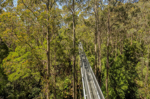 Удивительный вид на парк в Австралии
