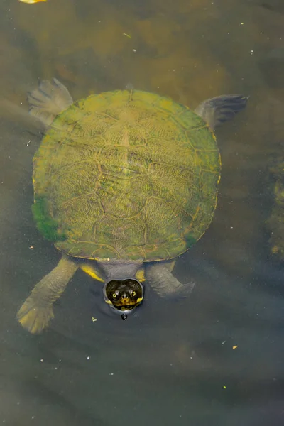 Aquatic Turtle Flytande Trick Eller Behandling — Stockfoto