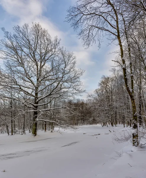 Солнечный Зимний День Лесном Парке Везде Лежит Густой Белый Снег — стоковое фото