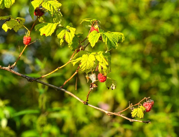 Zweige Mit Reifen Himbeeren Garten — Stockfoto