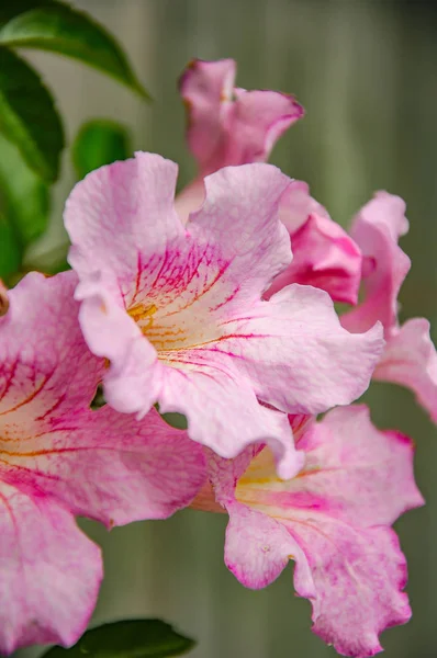 Allamanda, of the Dogbane family, they are native in tropical America.