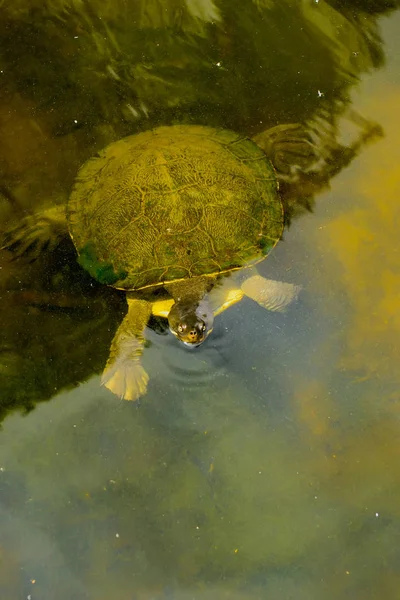 Aquatic Turtle Flytande Trick Eller Behandling — Stockfoto