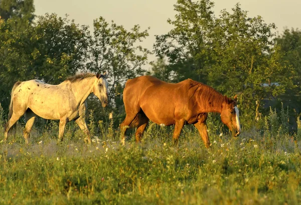 Pferde Die Unangeleint Auf Dem Feld Der Nähe Des Dorfes — Stockfoto