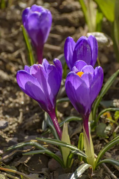 Les Premières Fleurs Violettes Printemps Crocus Dans Jardin Saint Pétersbourg — Photo