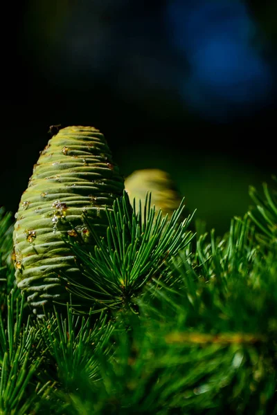 Zapfen Immergrünen Nadelbäumen — Stockfoto