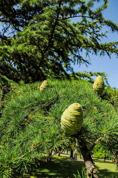 Cones Coniferous Evergreen Trees — Stock Photo, Image