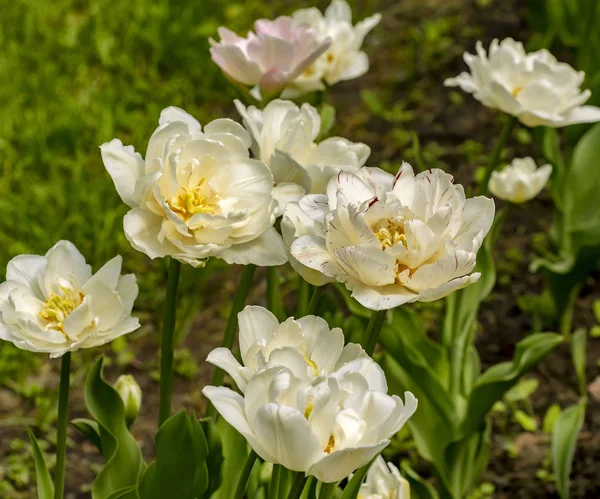 Tulpenfest Peter Auf Der Insel Elagin Mai 2019 — Stockfoto