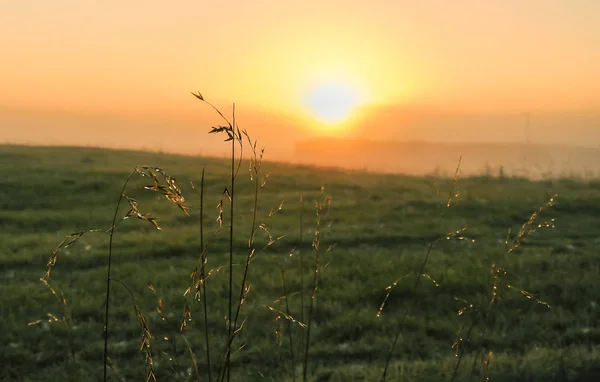 野原の日の出霧の朝 — ストック写真
