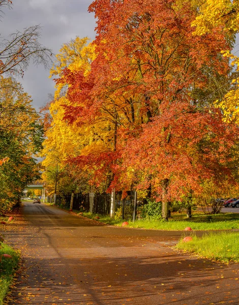 Altın sonbaharda şehir Parkı renkli ağaçlar. 