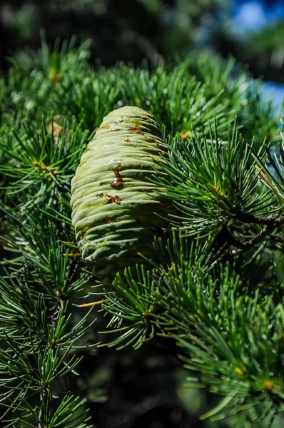 Cones Coniferous Evergreen Trees — Stock Photo, Image