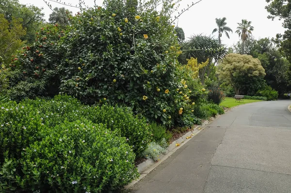 Grooming Beauty Parks Melbourne — Stock Photo, Image