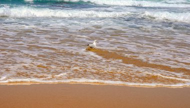 Okyanustaki cesur martı. Okyanus dalgası. 