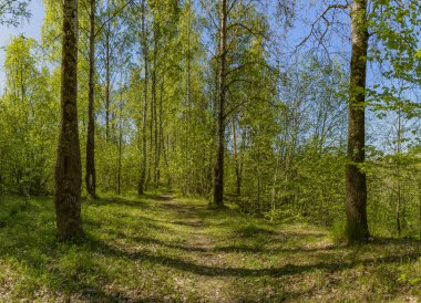 Leningrad bölgesinde Sablinka nehri boyunca bahar yürüyüşü. Sablino doğa rezervi.