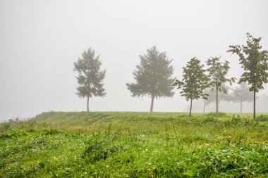 Nehir kıyısındaki Parkta Sisli sabah