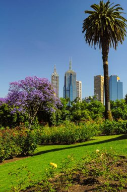 Jacaranda Kraliyet Botanik bahçeleri Melbourne içinde