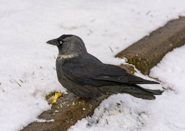Kuş bir jackdaw onu çim atılan kraker yiyor. 